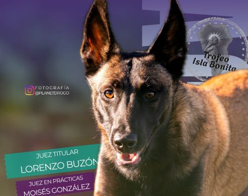Agility, doble prueba, del 26 al 28 de junio 